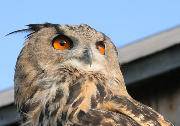 Bubo - European Horned Owl