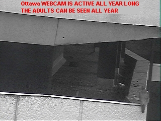 Ottawa Falcon Watch Image